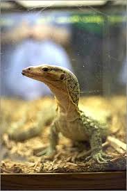 pet lizards