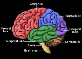 human brain