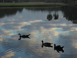 Watching Ducks, Swimming Ducks Video