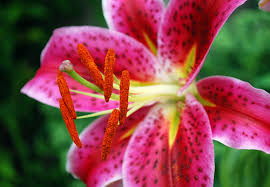 pink tiger lilies