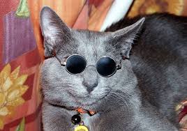 cool cat pictures