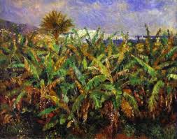 pictures banana trees