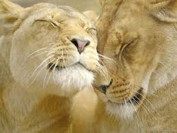large cats