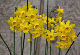 narcissus flowers