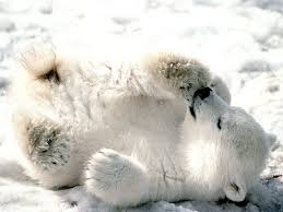  موسوعة ||||=----] ( الدب[----=||| حصرية||| Playful_Baby_Polar_Bear-1600x1200-Bandwidth-thief