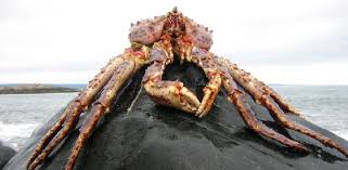 king crab pictures