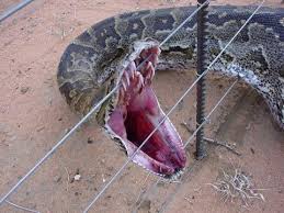 python snake