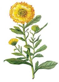 calendula