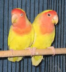 lutino love bird