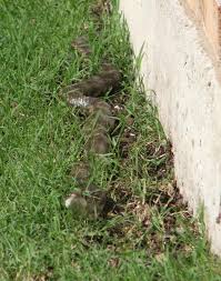 rat snake photos