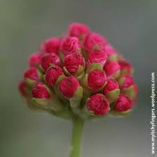 real roses