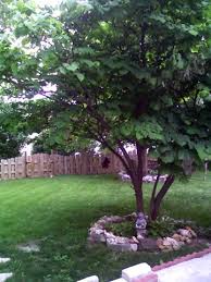 pictures redbud tree