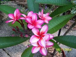 temple flower