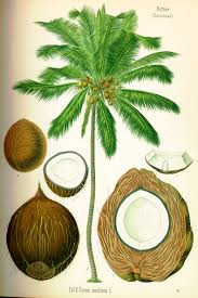 Cocos nucifera - overview