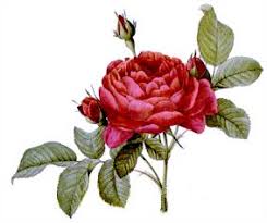 Rose Societies