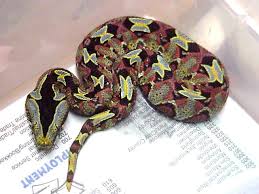 rhino viper snake