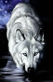 beautiful wolf images