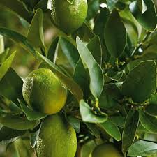 pictures lime trees