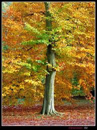 pictures maple tree
