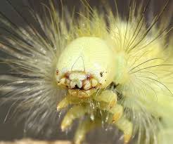 types caterpillars pictures