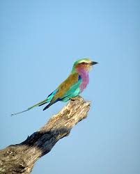 african birds