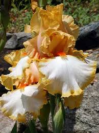 bearded iris