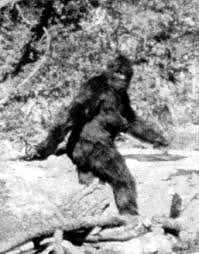 the very real Sasquatch:
