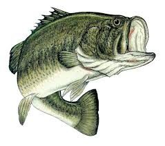 largemouth bass picture