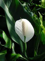 peace lily flower