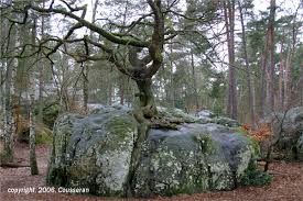 http://t1.gstatic.com/images?q=tbn:3iBZ3NxdGfhDWM:http://www.arbres.org/illustrations/fontainebleau.jpg