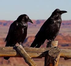 ravens