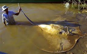 freshwater fish species pictures