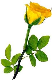 yellow rose pictures