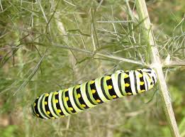 swallowtail caterpillars