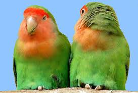 love bird photos