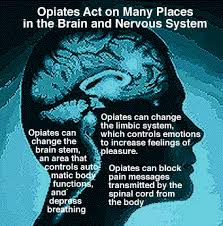 legal heroin program