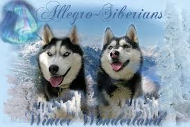 siberian husky sled dogs