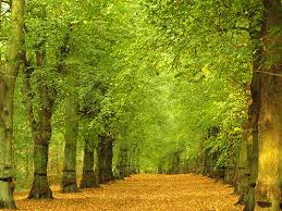 pictures lime trees