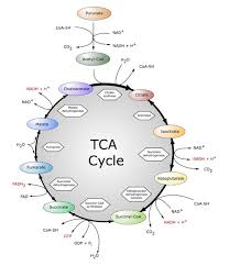 TCA Cycle