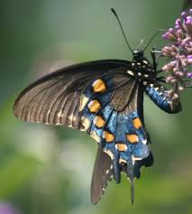 large butterflies