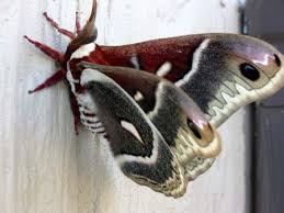 moth butterfly pictures