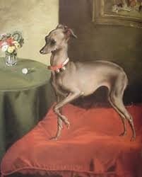 italian greyhound