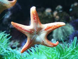 photos starfish