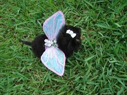 fairy costumes wings