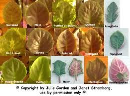 leaf types pictures
