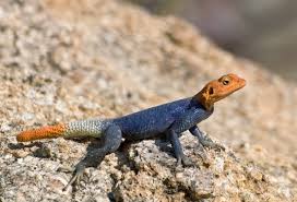 Προβολή εικόνας πλήρους μεγέθους