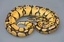 ball python photo