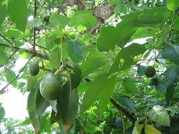 avacado