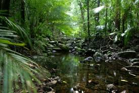 Daintree Rainforest.