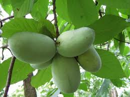 A mature paw paw tree can grow